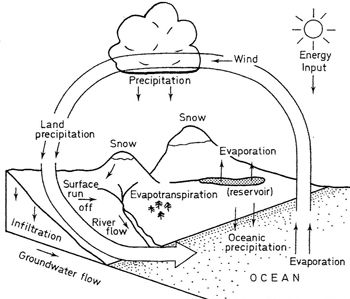 414_biogeochemical cycle.jpg